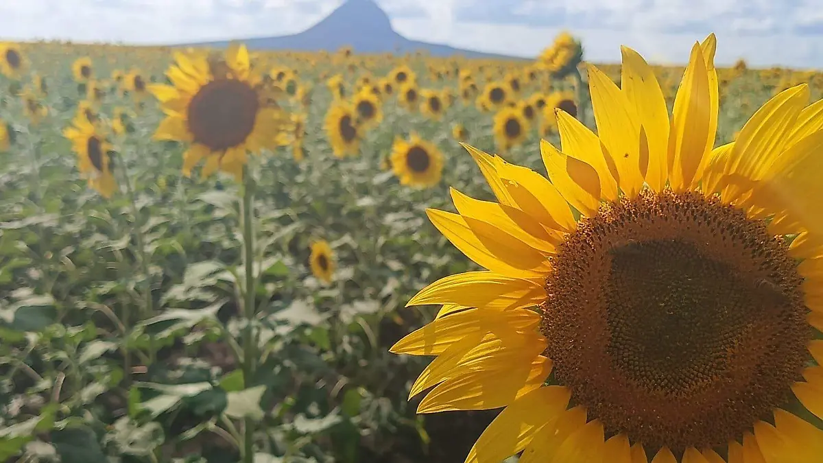 Ubicado a una hora y media de Tampico, es ideal para visitarlo en la mañana